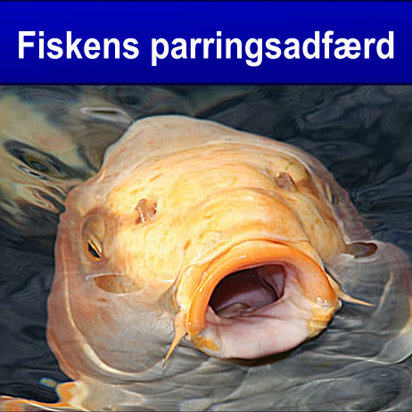 Fiskens parringsadfærd i havedammen