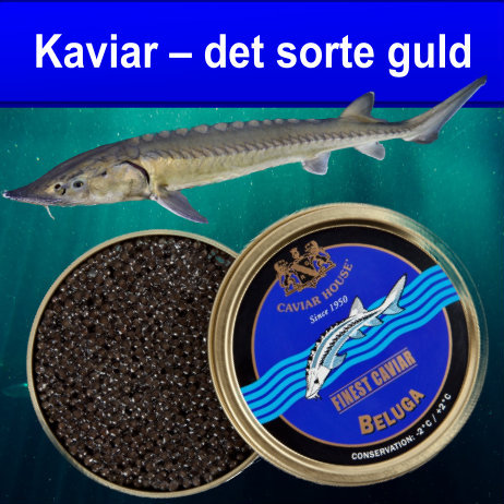 Kaviar – det sorte guld