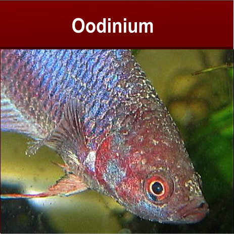 Oodinium
