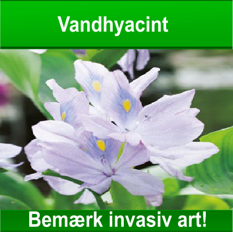 Vandhyacint – Bemærk invasiv art