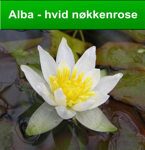 Alba - hvid nøkkerose - ’Alba’ har behov for meget plads og er derfor ikke beregnet til almindelige havedamme, men til store naturdamme.